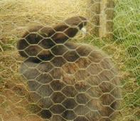 The BEST bunny in the world, Kytwo! (Pronounced kee-too)